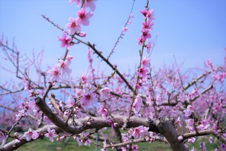 八王子駅 やまなし桃の花産直市 中央線が好きだ Web 公式