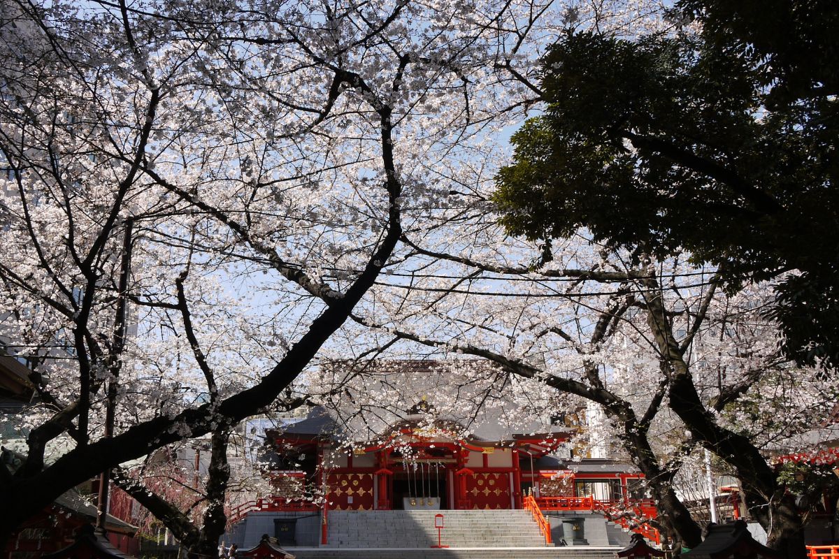 芸能とゆかりの深い新宿・花園神社。灯籠のライトアップも美しい桜の名所 - 中央線が好きだ。web 【公式】